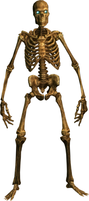 an image of a skeleton