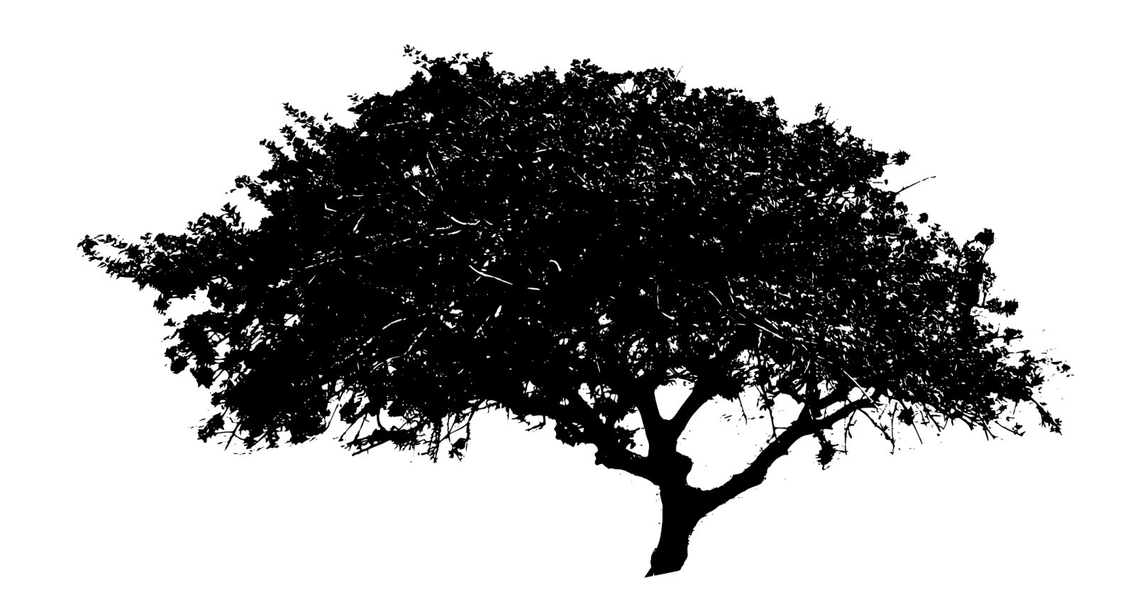 a black and white silhouette of a tree