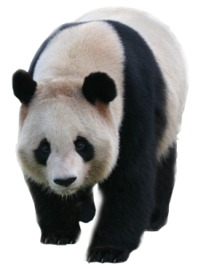 a black and white panda