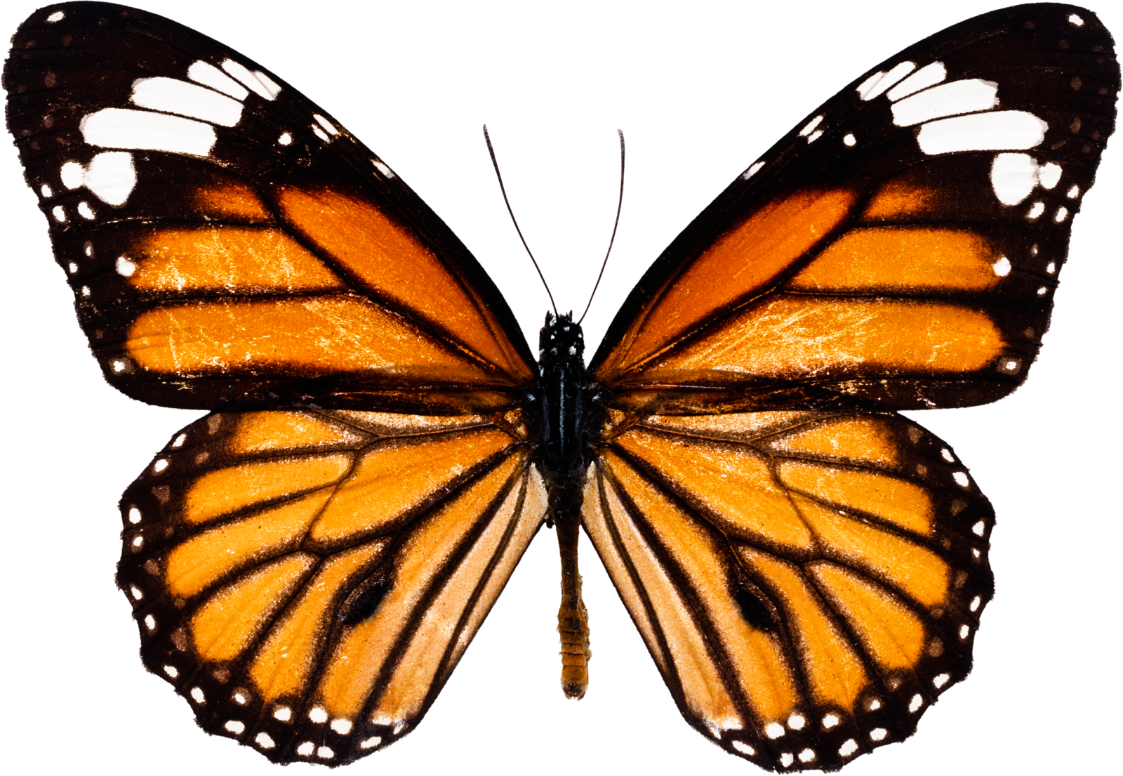a monarch butterfly on a white background
