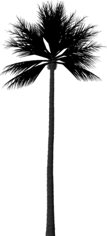 a black and white photo of a palm tree