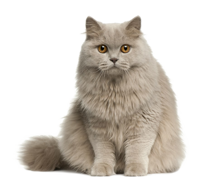 a gray cat sitting down with its eyes open