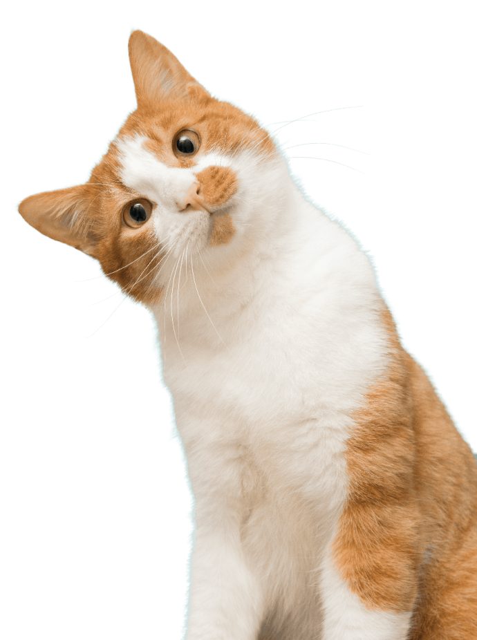 an orange and white cat looking up at something