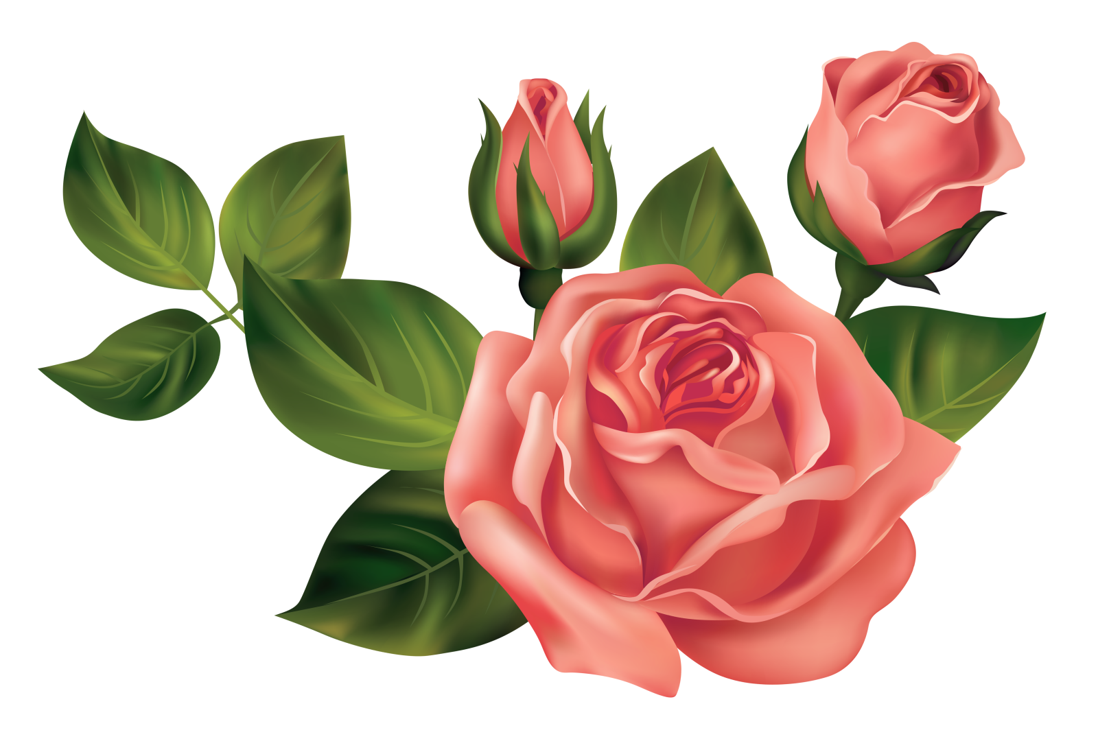 two pink roses with green leaves on white background