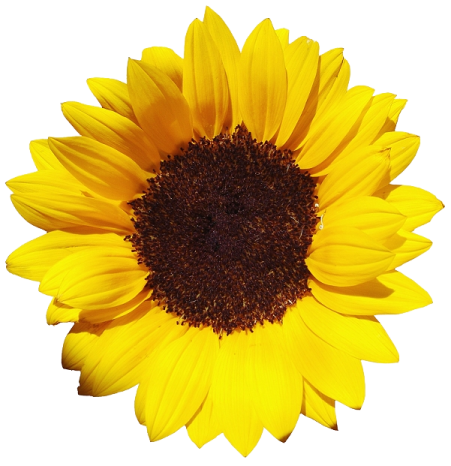 a yellow sunflower on a white background