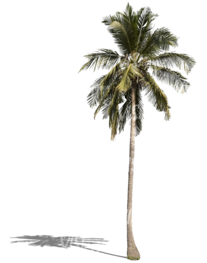 a palm tree on a white background