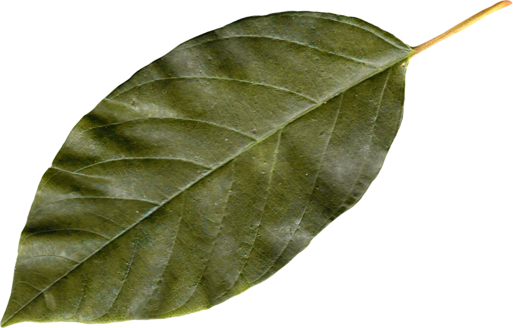 a green leaf on a white background