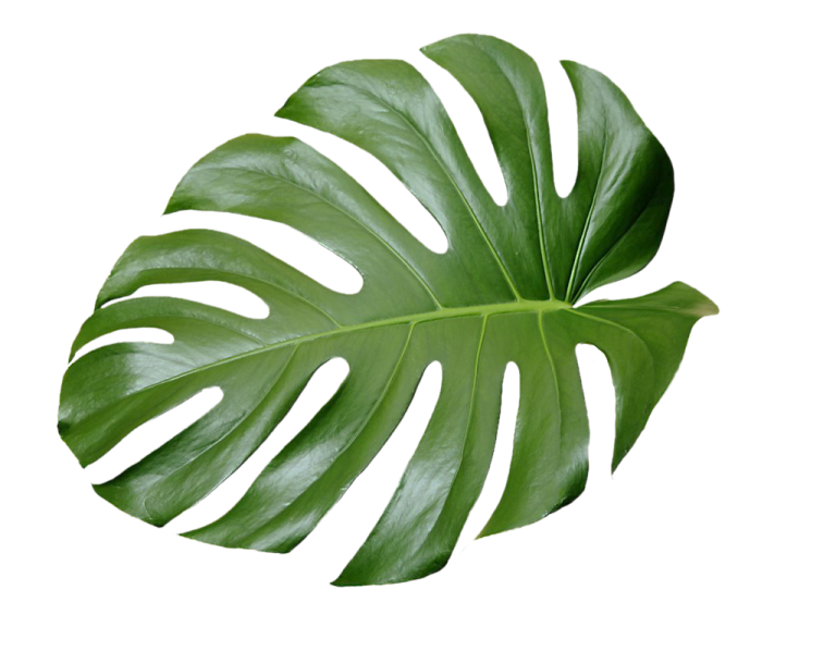 a large green leaf on a white background