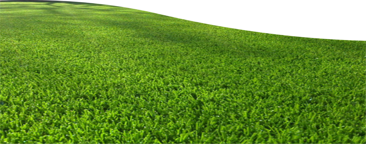 a green lawn with grass and white background