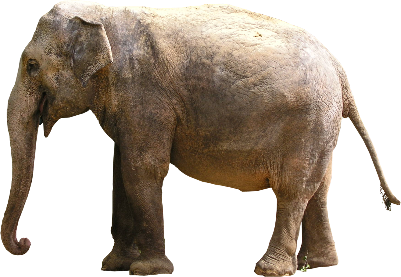an elephant standing on a white background