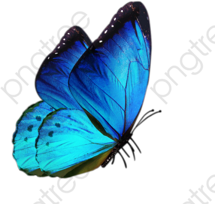 a blue butterfly on white background