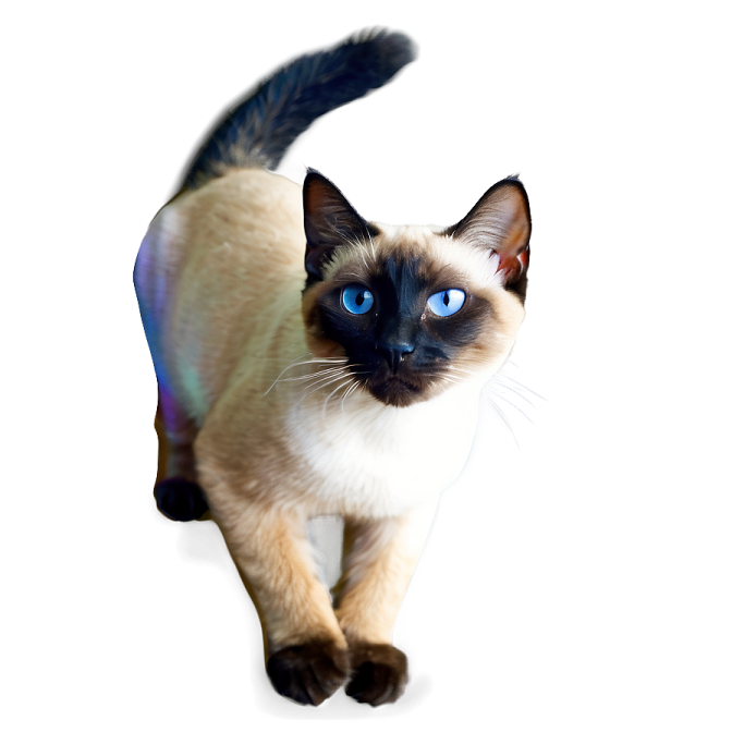 a cat with blue eyes
