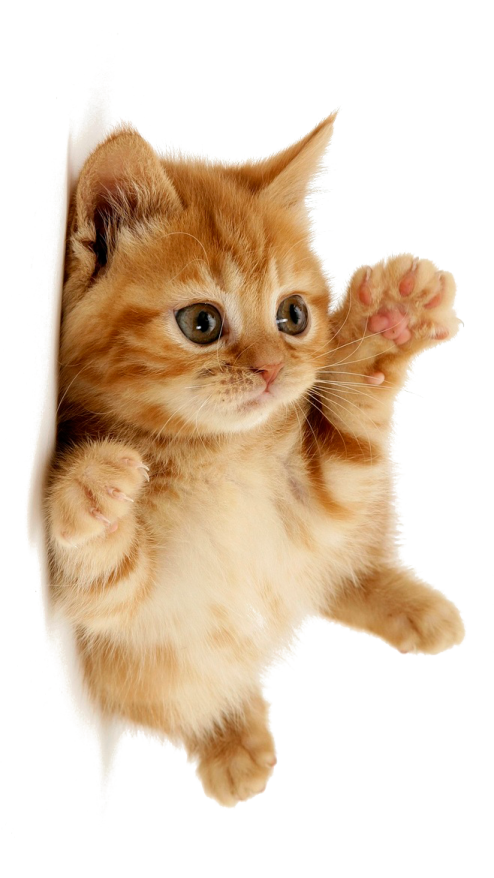 a small kitten is peeking out from behind a white wall