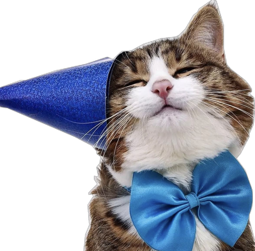 a cat wearing a blue hat and bow tie