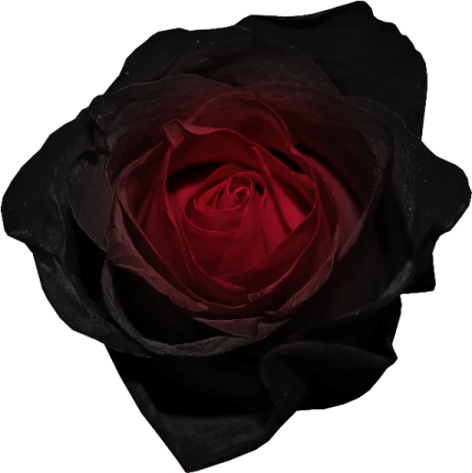a red rose on a white background