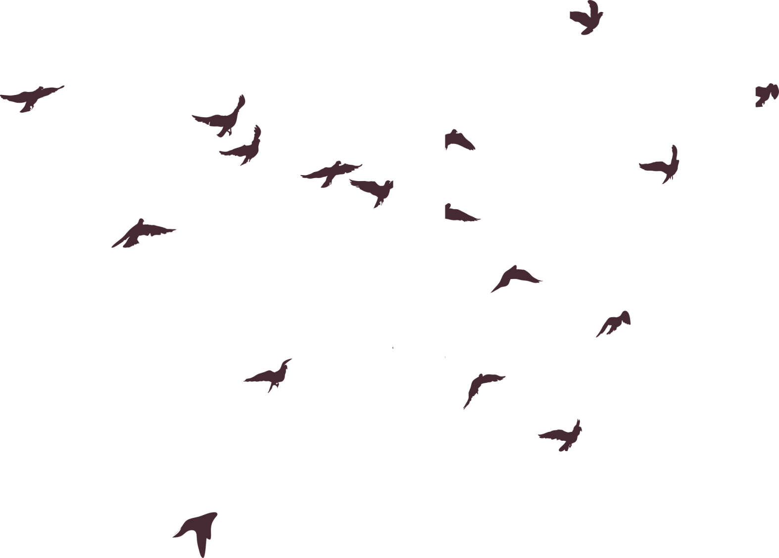 a flock of birds flying in the sky