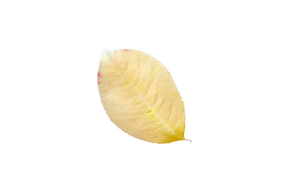 a yellow leaf on a white background