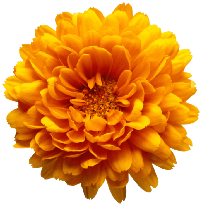 a yellow flower on a white background