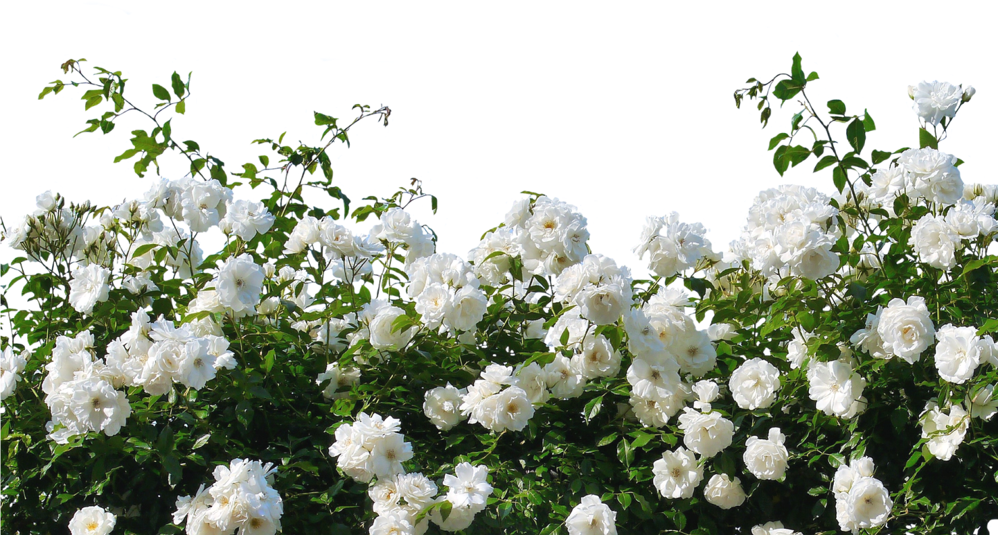 a bunch of white roses on a tree