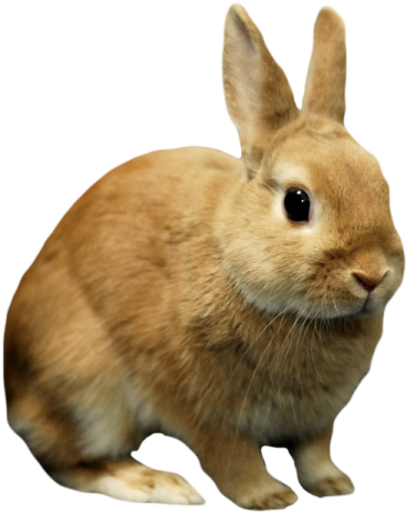 a brown rabbit sitting on top of a white surface