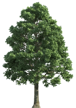 a tree on a white background