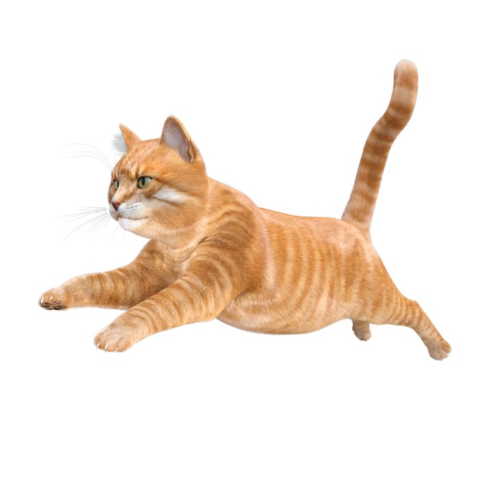 a small orange cat playing with a toy