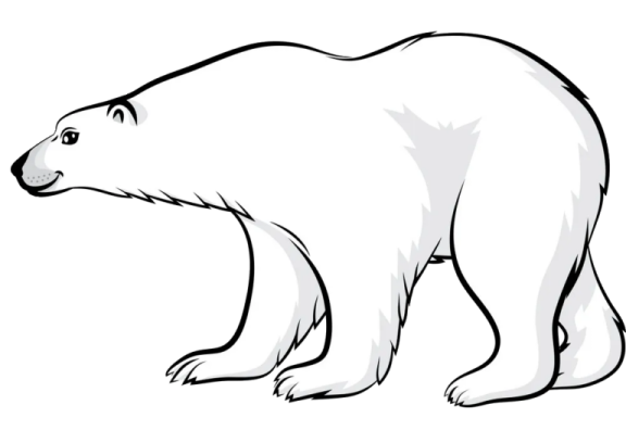 how to draw a polar bear