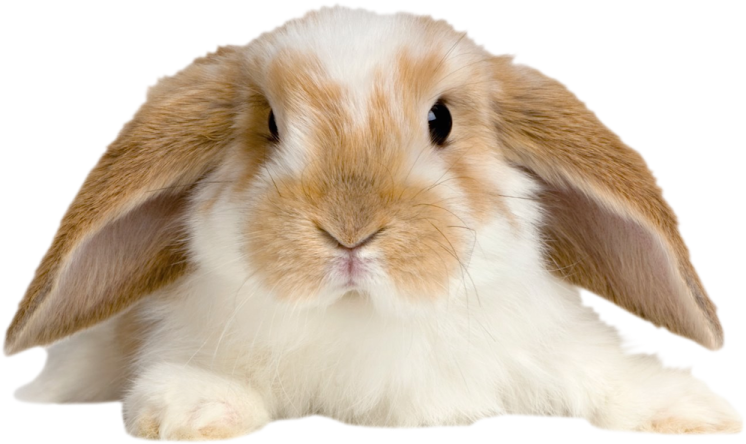 a brown and white rabbit on a white background