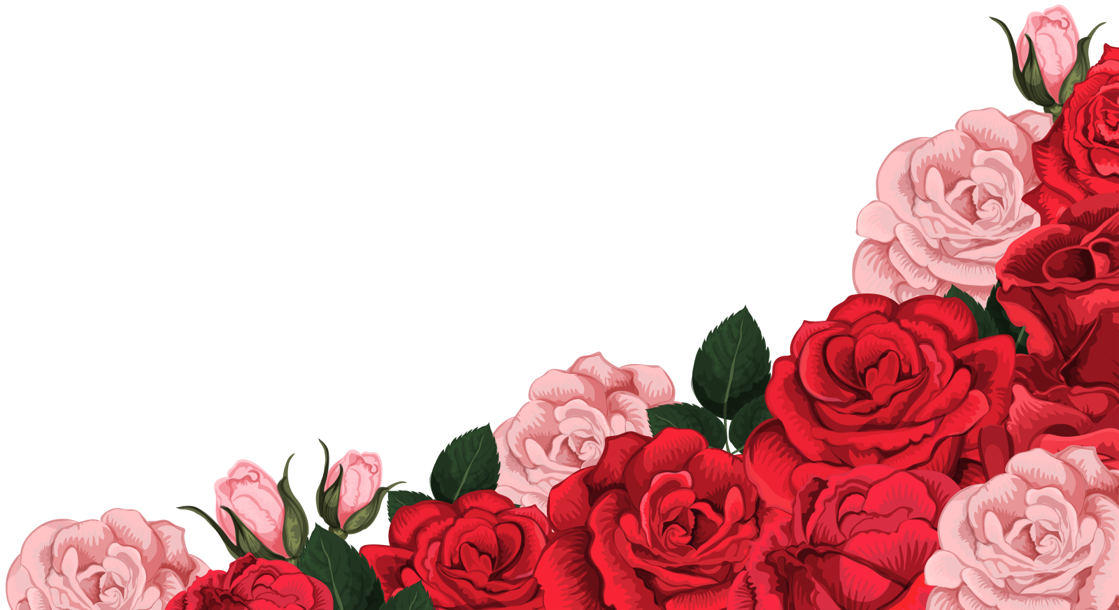 red and white roses on a white background
