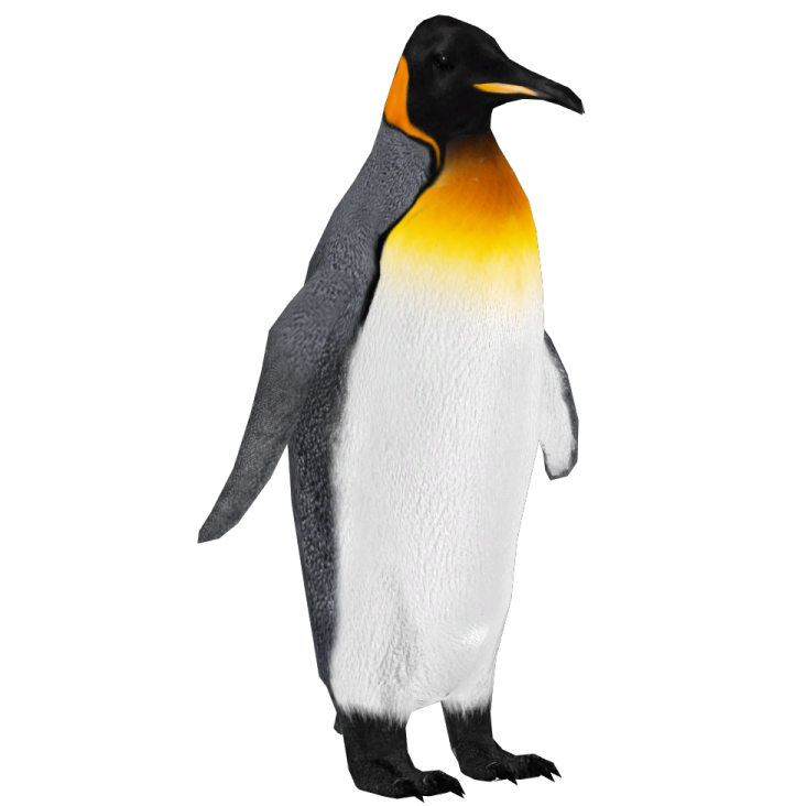 a penguin standing on its hinds