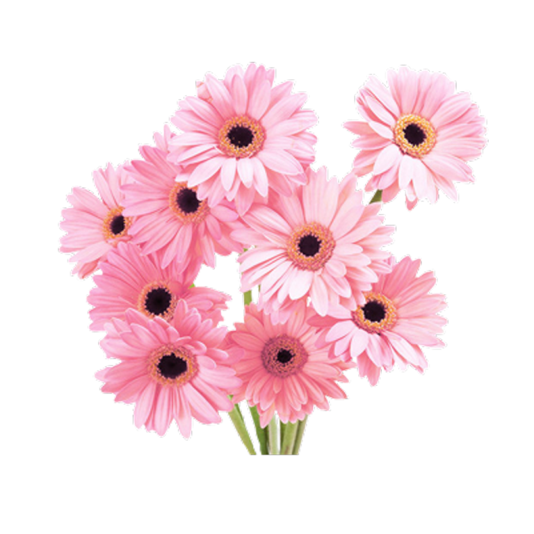 a bunch of pink flowers