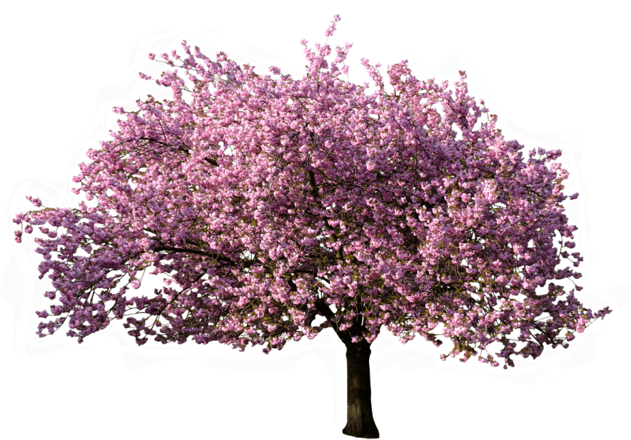 a tree with purple flowers on it