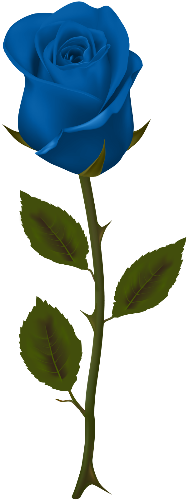 a blue rose on a white background