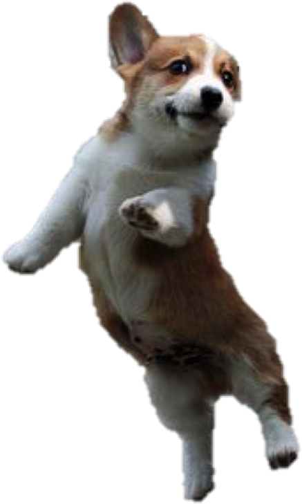 a brown and white dog jumping in the air