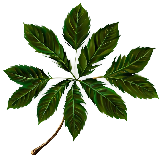 a green leaf on a white background