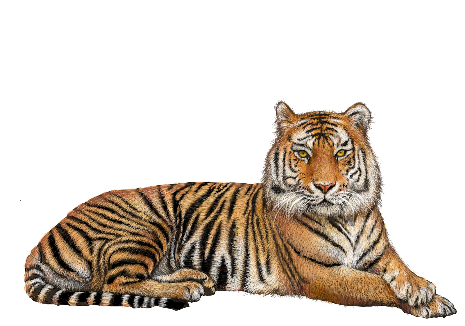 a drawing of a tiger laying down