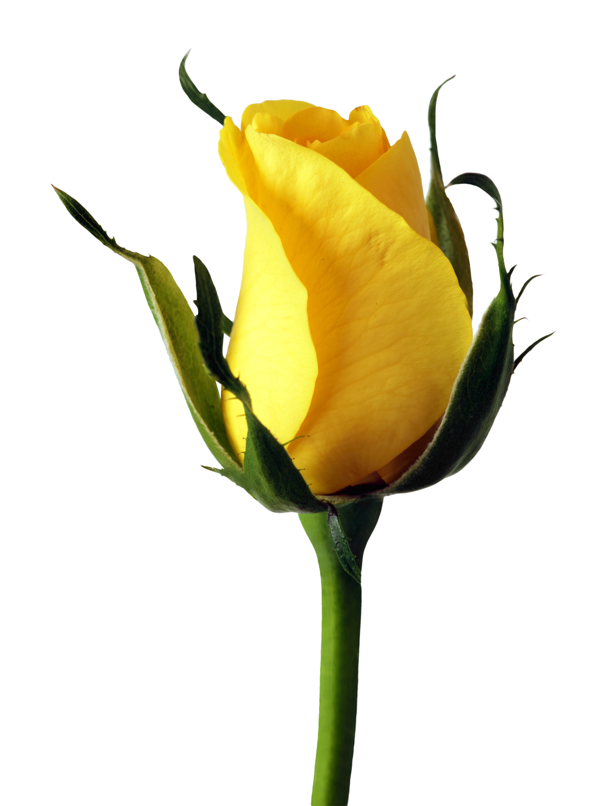 a single yellow rose on a white background