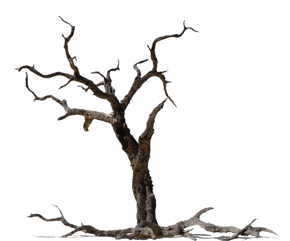 a dead tree with no leaves on it