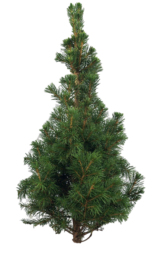 a small pine tree on a white background