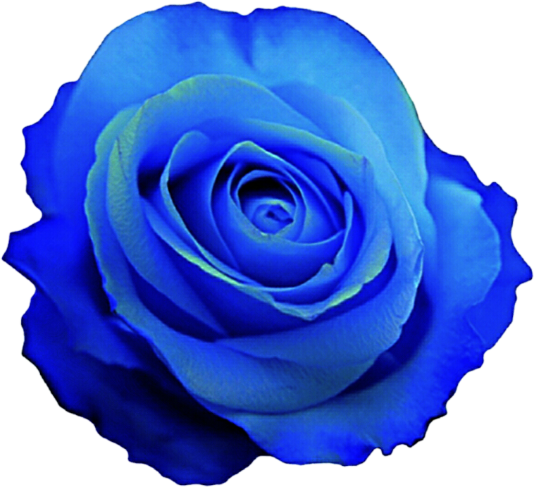 a blue rose on a white background