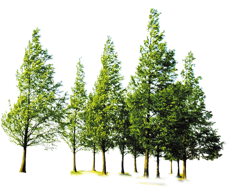 a row of trees