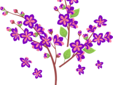 a purple flower on a white background
