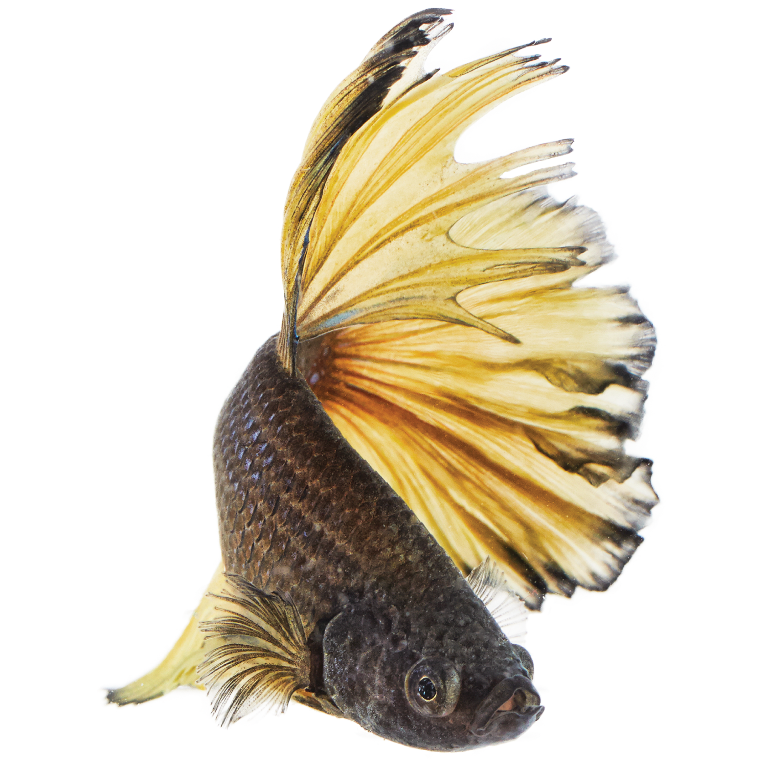 a close up of a fish on a white background