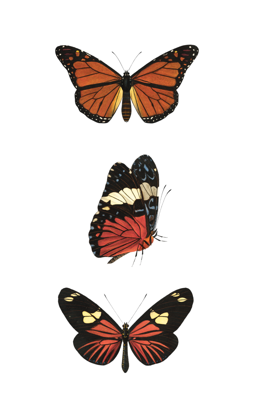 three butterflies on a white background