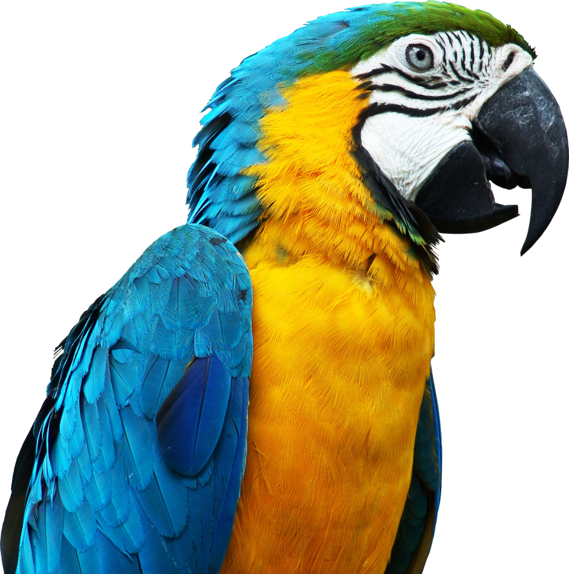 a blue and yellow parrot sitting on top of a tree