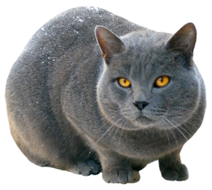 a gray cat with yellow eyes sitting in the snow