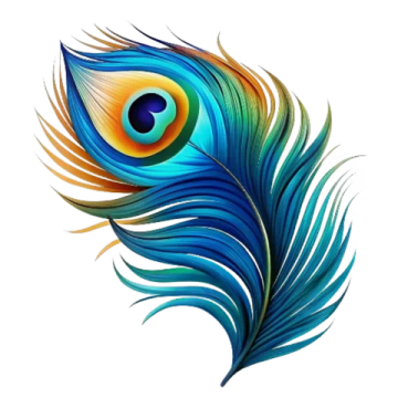 a colorful peacock feather on a white background