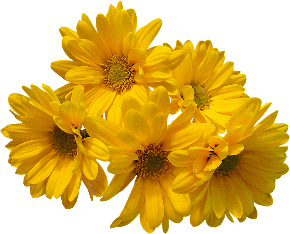 three yellow flowers on a white background