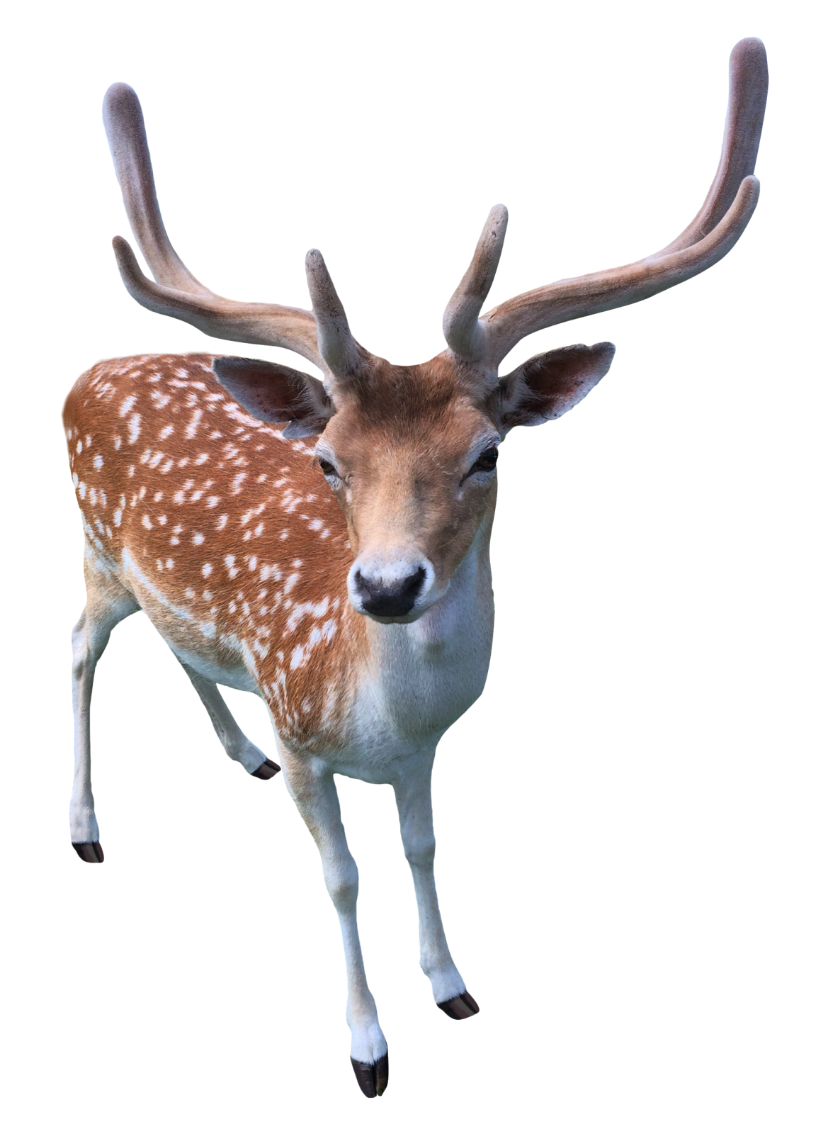 a deer that is standing up in the air