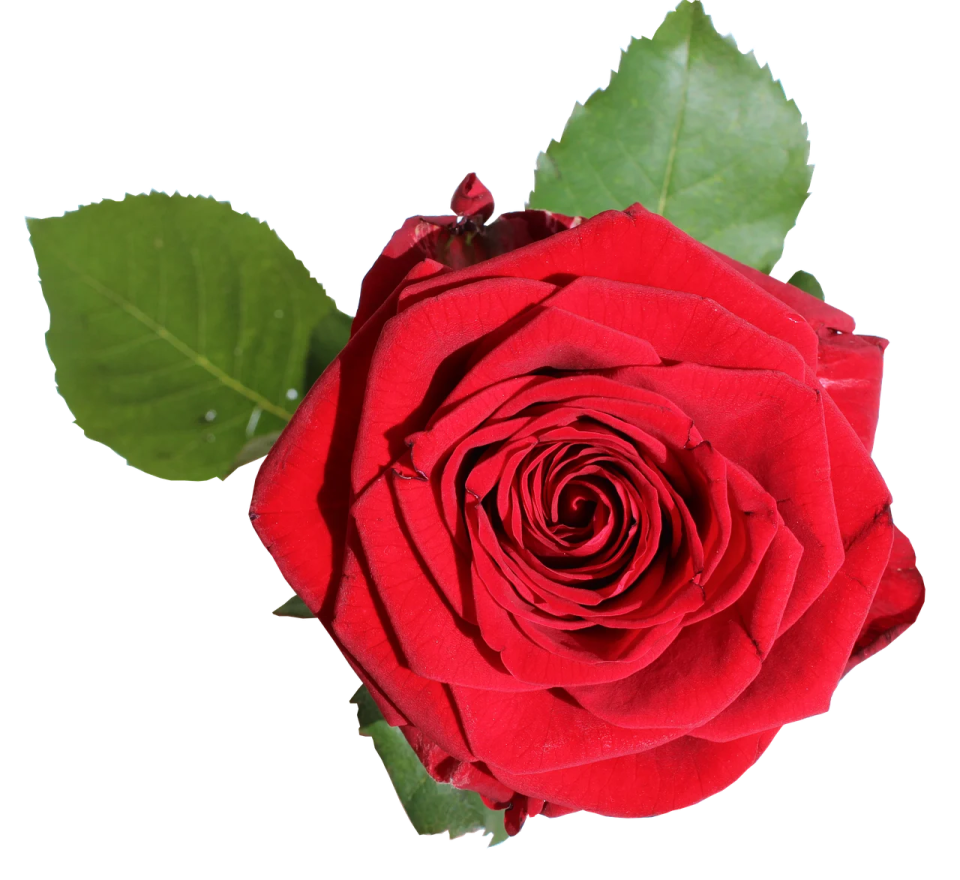 a red rose on a white background